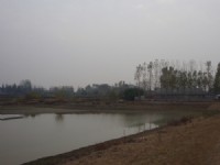 蛋鴨養殖基地
