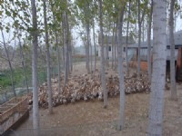 蛋鴨養殖基地