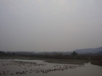 蛋鴨養殖基地