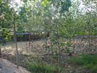 蛋鴨養殖基地