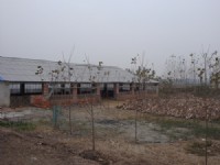蛋鴨養殖基地