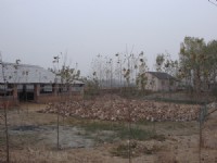 蛋鴨養殖基地