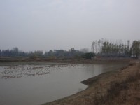 蛋鴨養殖基地